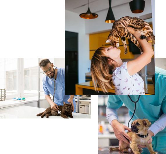 imagem sobre veterinario